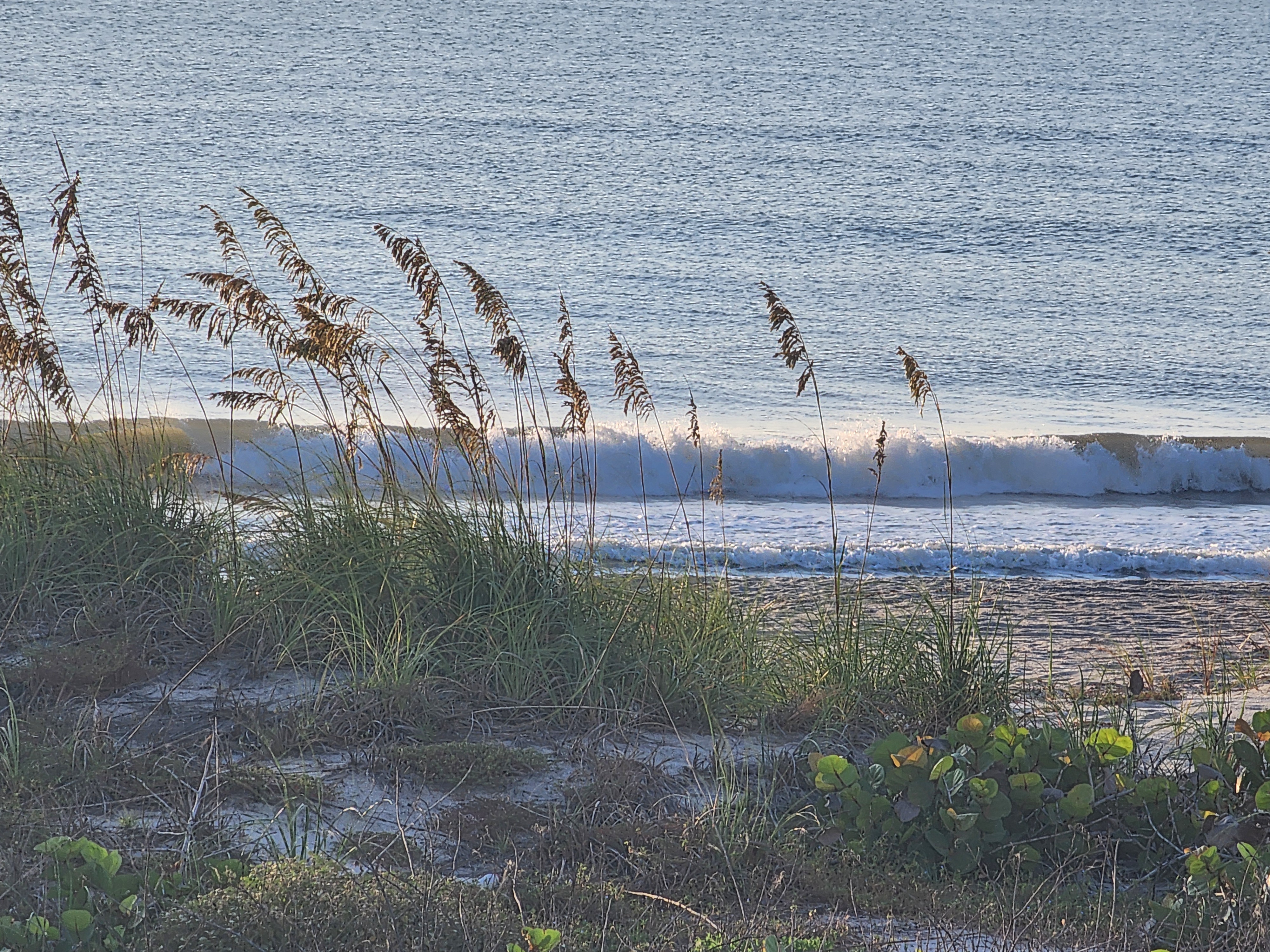 Small wave breaking through sea oats at high tide, South Cocoa Beach