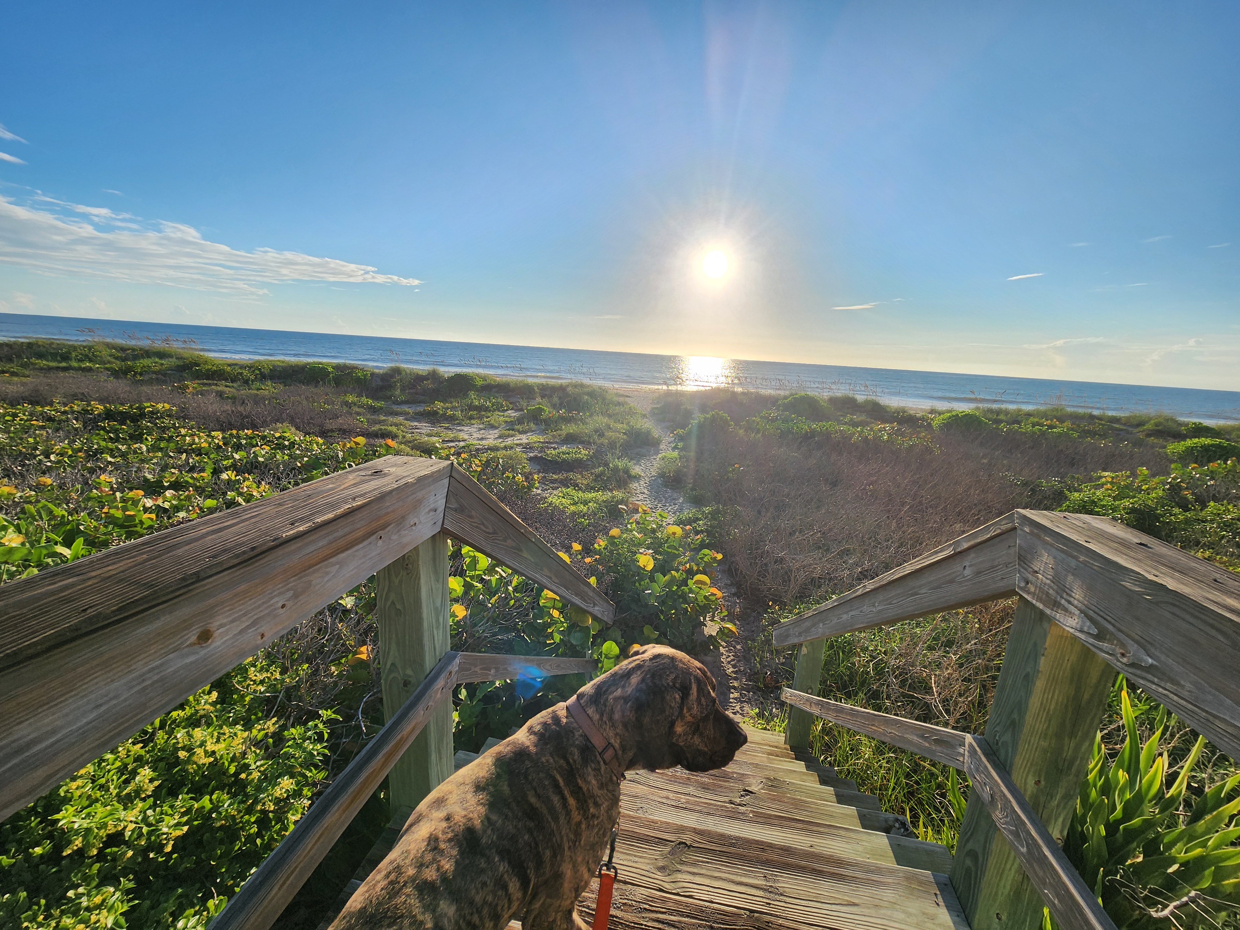 Athena the brindle surf dog on the dune crossover stairs, sun climbing over the Atlantic and sea grapes glowing on either side, South Cocoa Beach