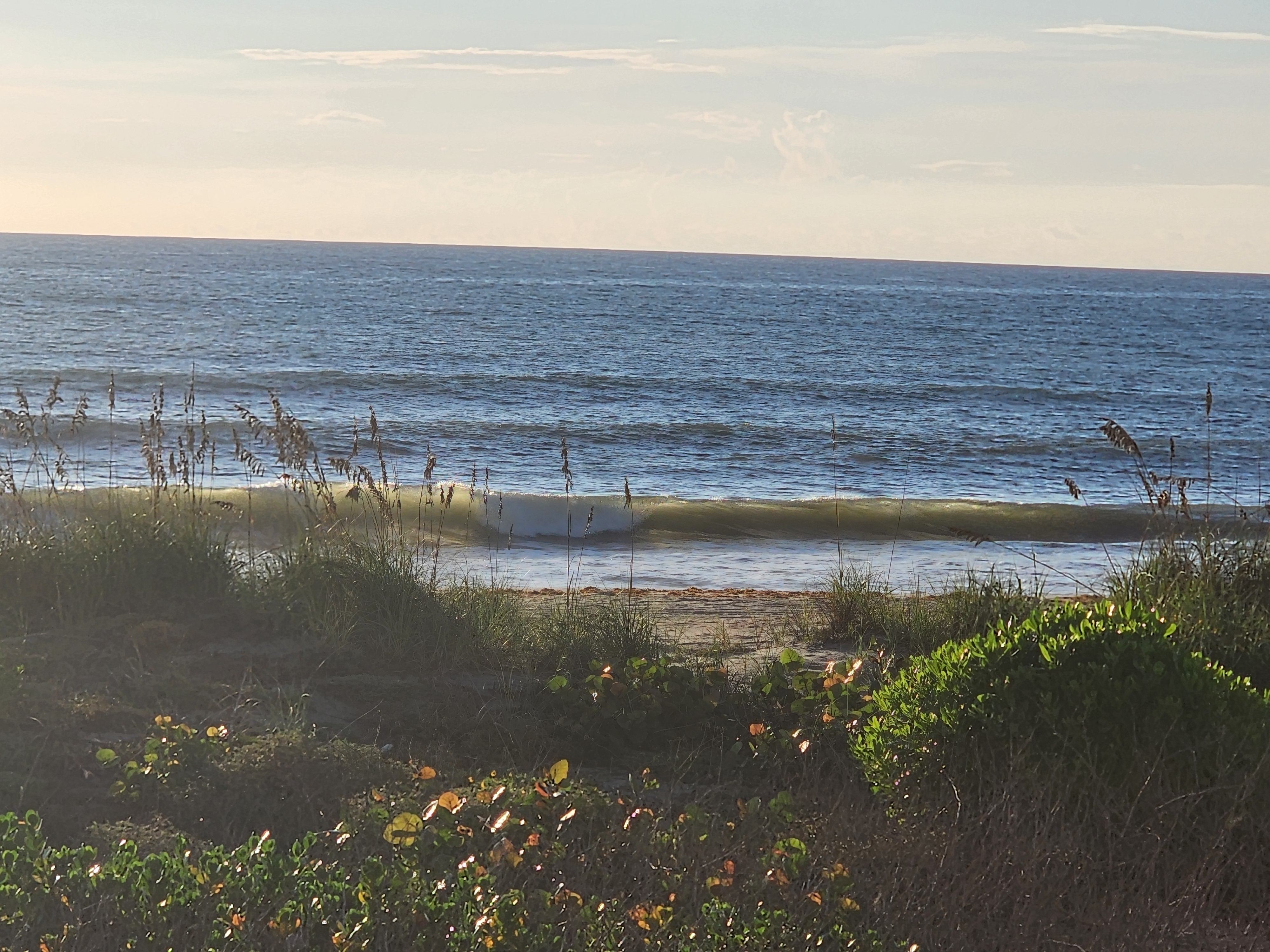 Small clean wall of whitewater peeling toward the beach with sea grape and morning glory in the foreground, South Cocoa Beach
